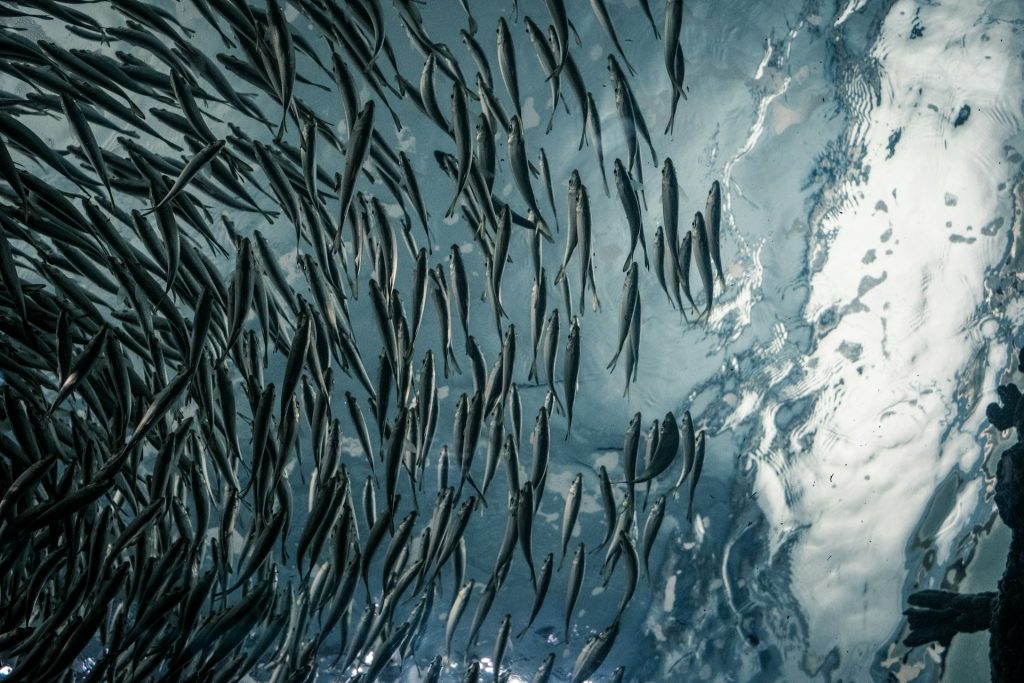 lance-anderson-G2SDLsJ-fish