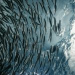lance-anderson-G2SDLsJ-fish